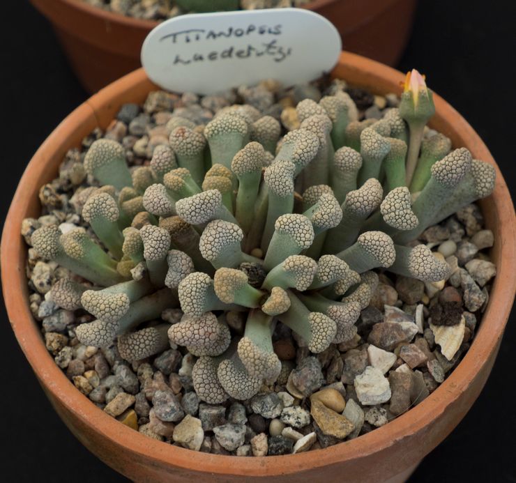 Titanopsis Ludderite