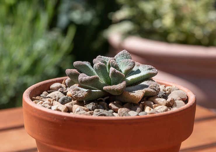 Penerangan mengenai titanopsis