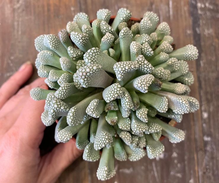 Pemindahan Titanopsis