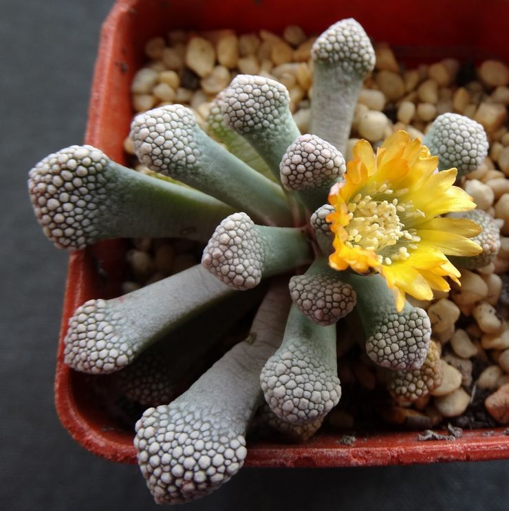 Menyiram titanopsis