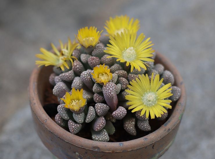 Titanopsis växt