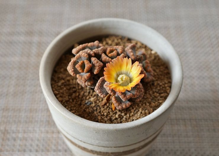 Titanopsis vård hemma