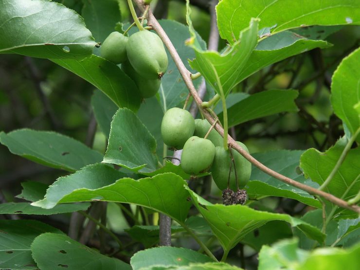 Actinidia argut