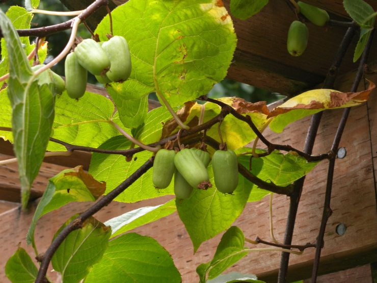 Sjukdomar och skadedjur av actinidia