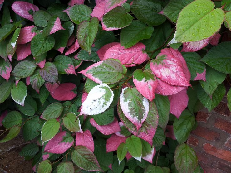 Actinidia kolomikta