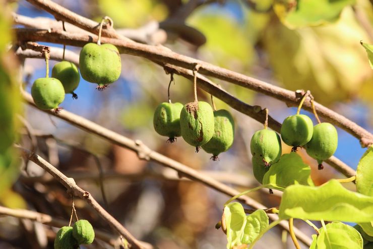 Beskärning av actinidia