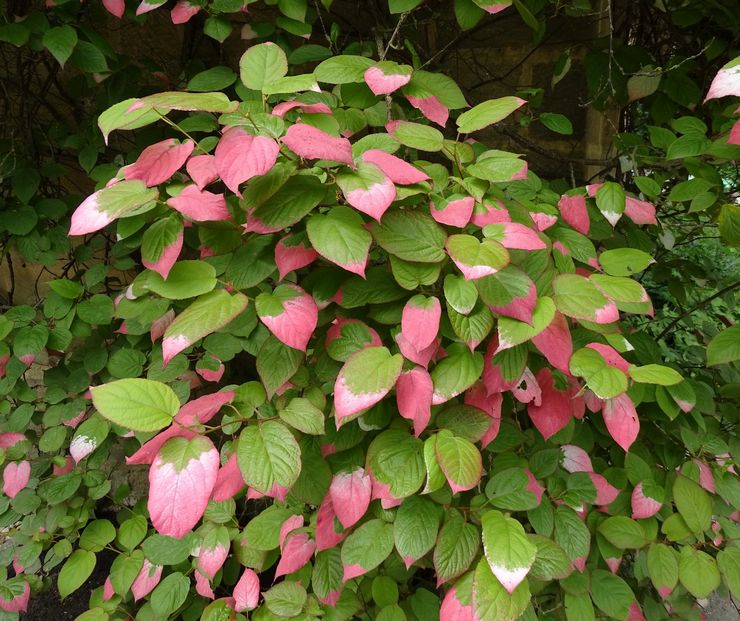 Toppdressing actinidia