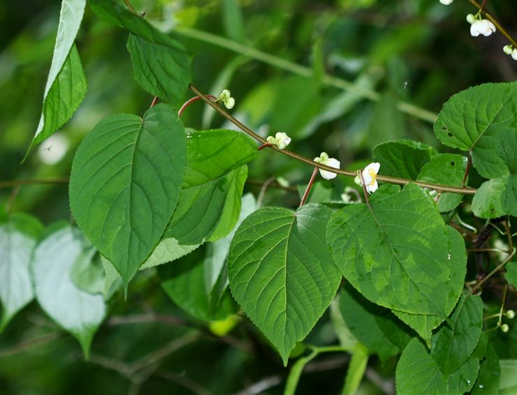 Poligami Actinidia