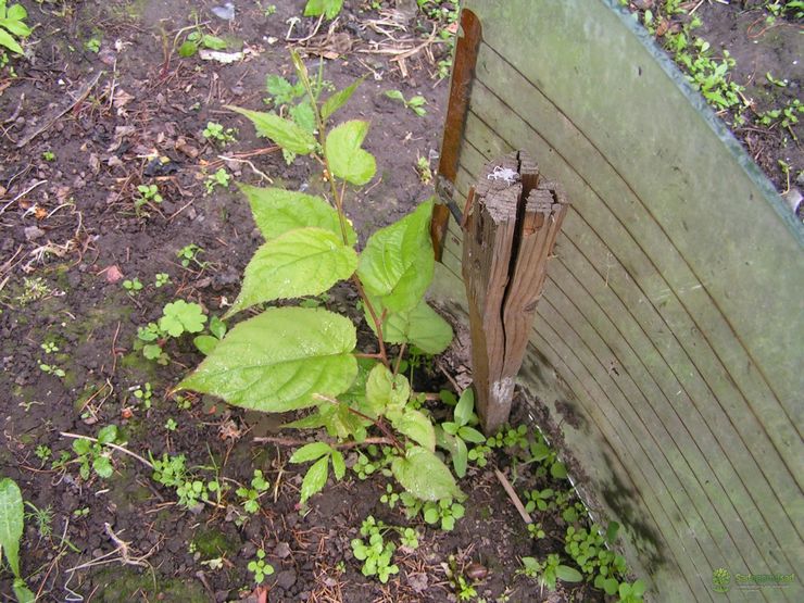 Plantering av aktinidier på hösten