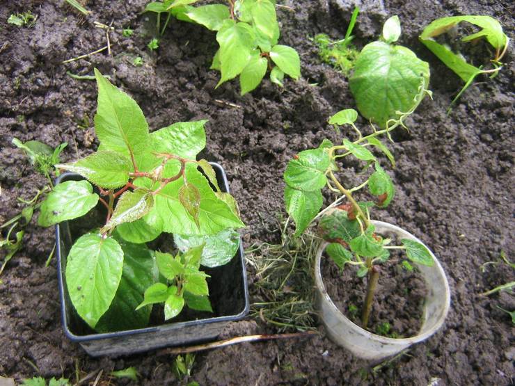 Plantering av actinidia i öppen mark