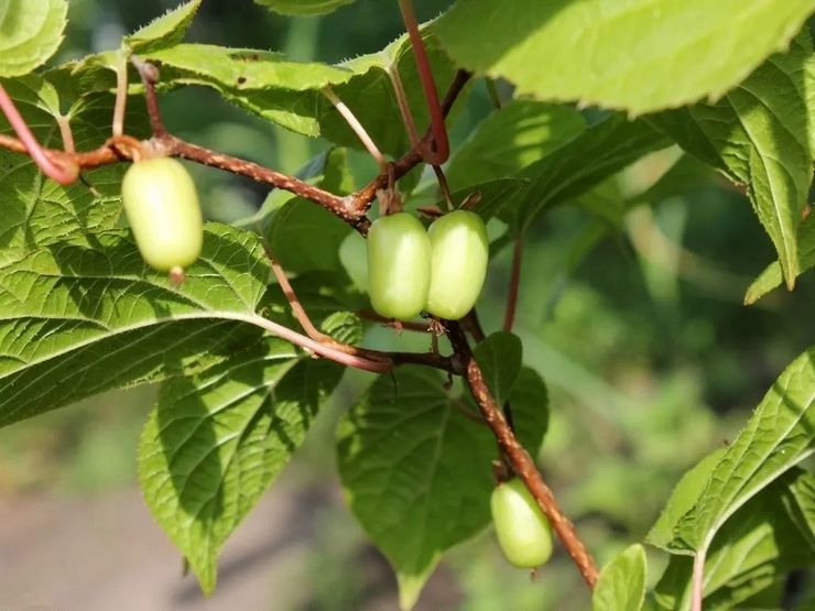 Tumbuhan Actinidia