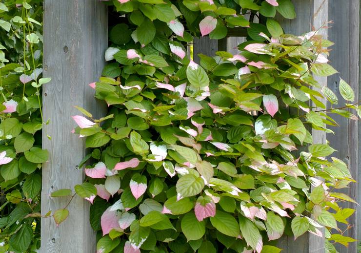 Penjagaan Actinidia