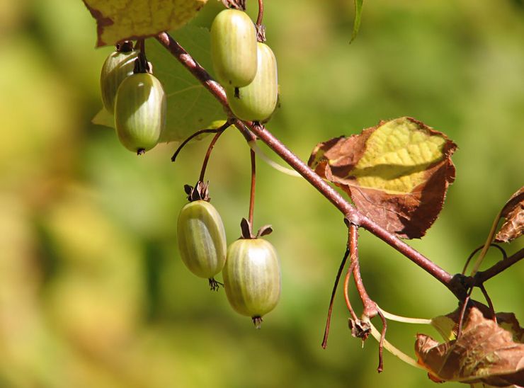 Actinidia skadedjur