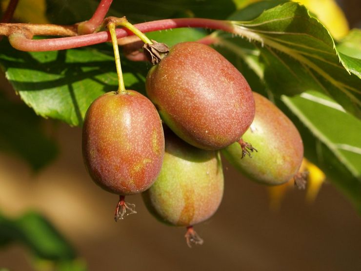 Actinidia hybrid