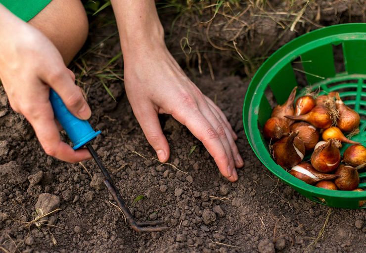 Menanam bawang untuk hijau di ladang terbuka