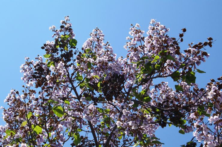 Paulownia mekar