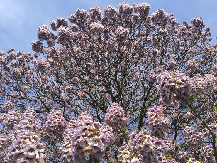 Paulownia Fargeza