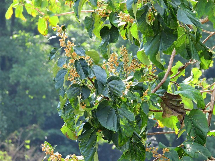 Kekayaan Paulownia