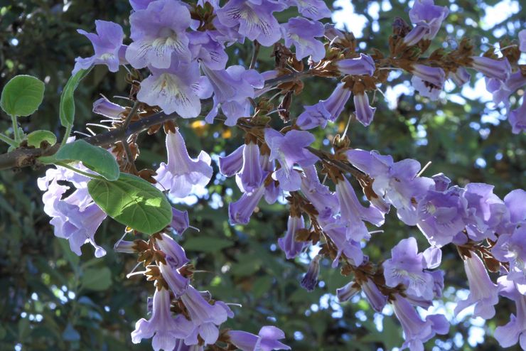 Paulownia Kawakami