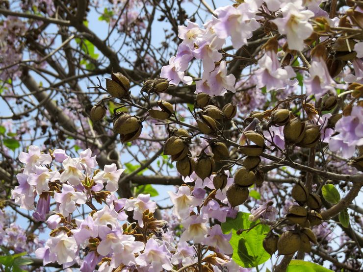 Beskrivning av paulownia