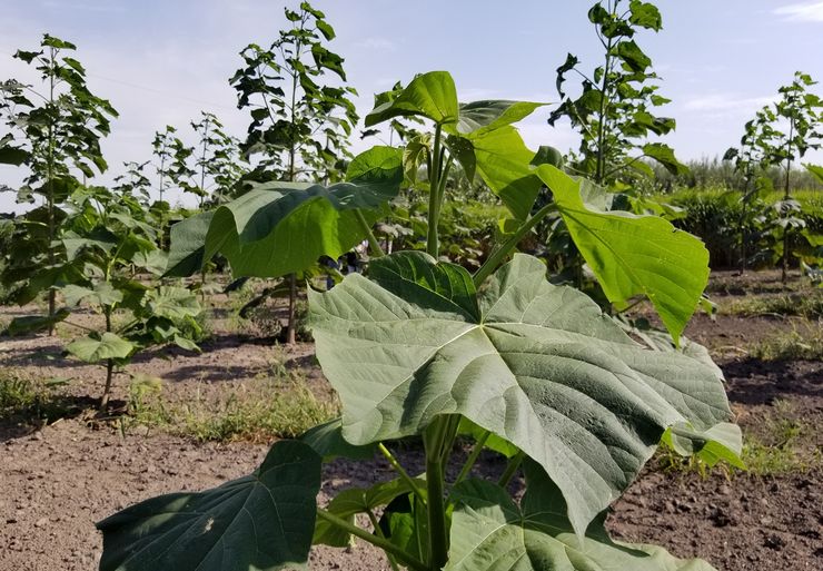 Paulownia memberi makan