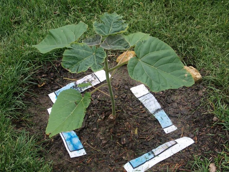 Menanam paulownia di tanah terbuka