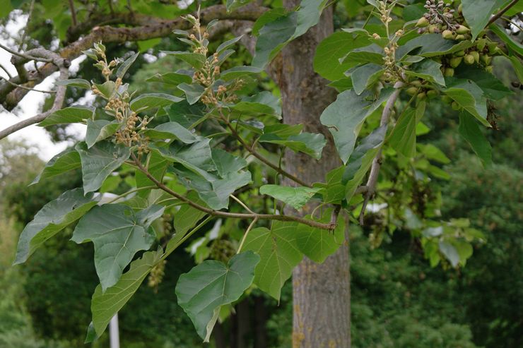 Faedah dan kegunaan paulownia