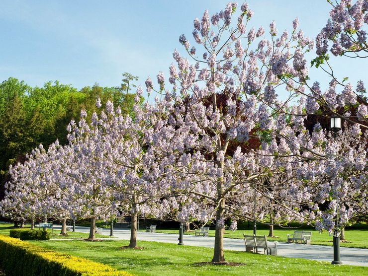 Paulownia växt