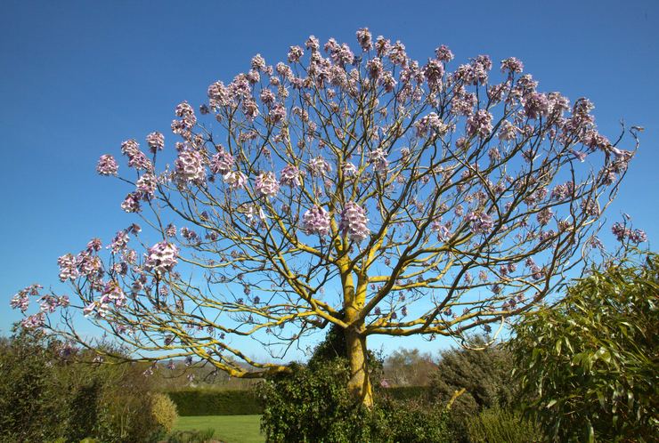 Paulownia berasa