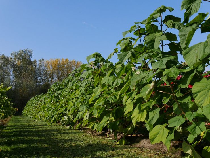 Penjagaan Paulownia