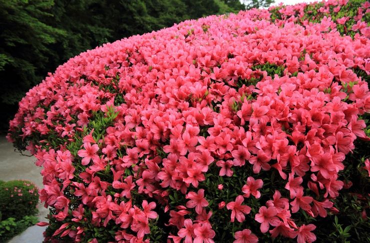 Pokok renek Azalea