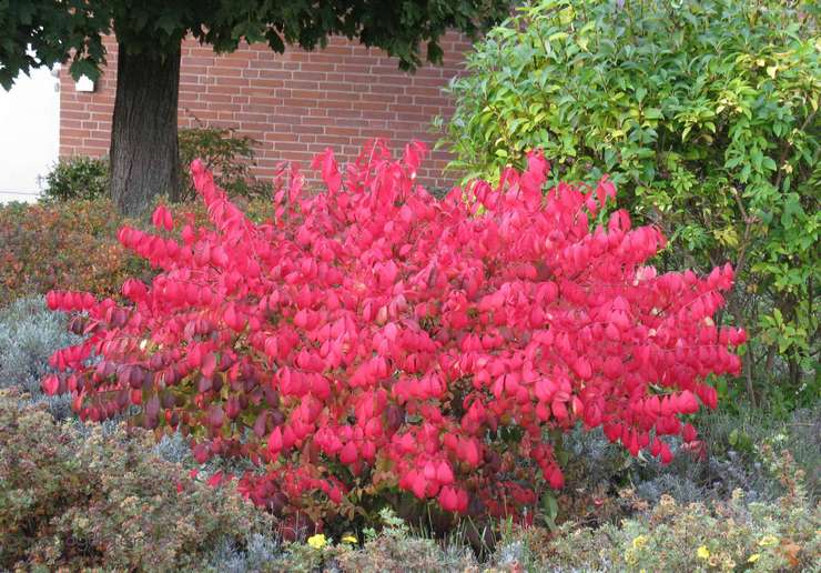 Euonymus buske