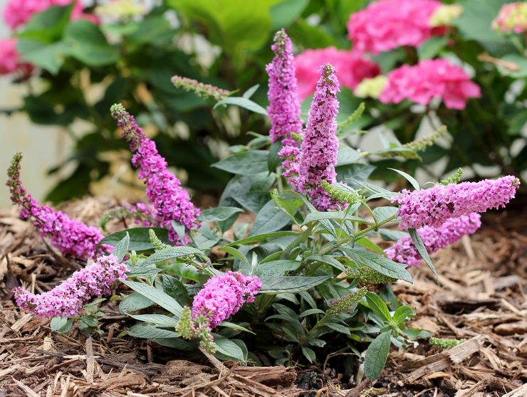 Pokok renek Buddleya