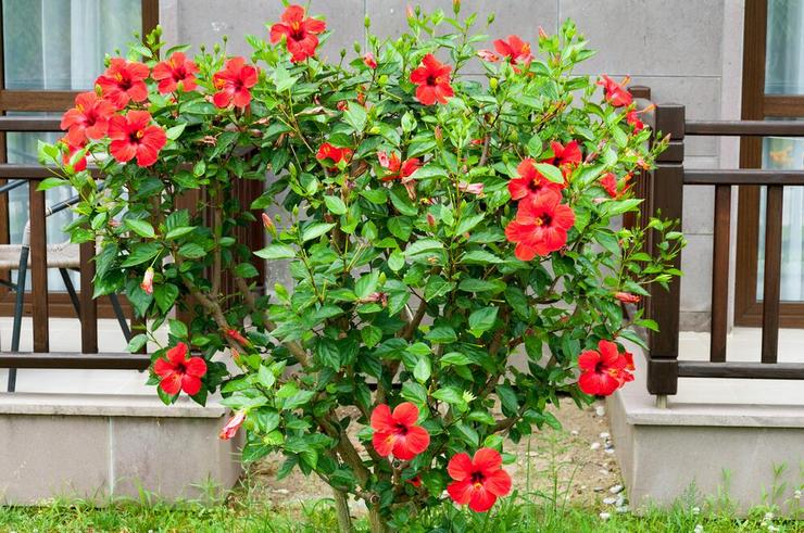 Pokok bunga raya