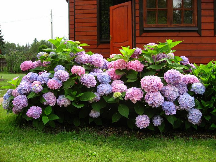 Hortensia buske