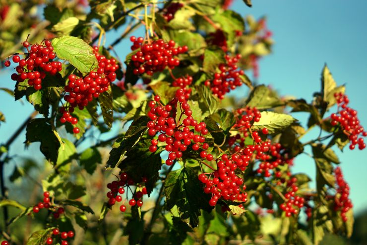 Viburnum buske