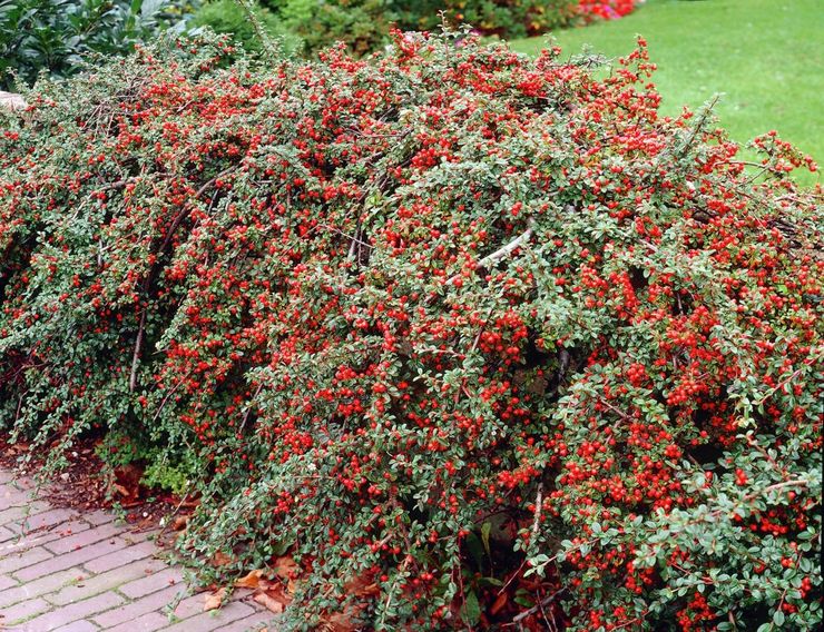 Cotoneaster buske