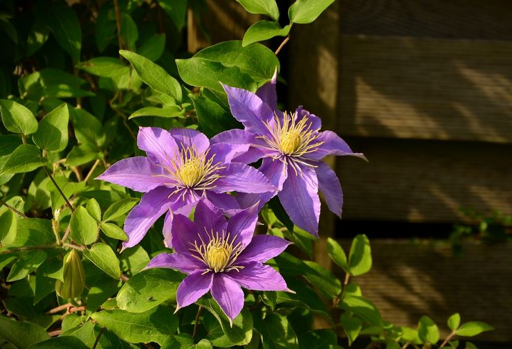 Clematis buske