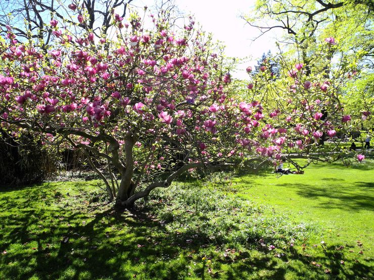 Pokok renek Magnolia