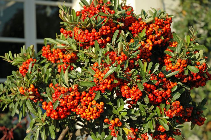 Pyracantha buske