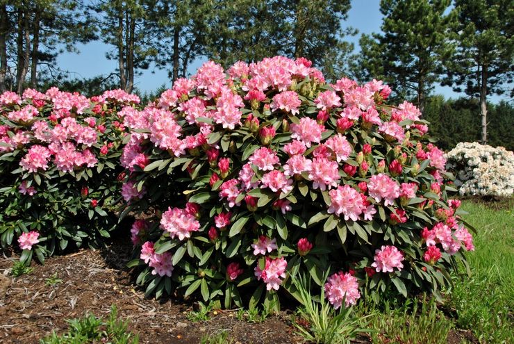 Rhododendron buske