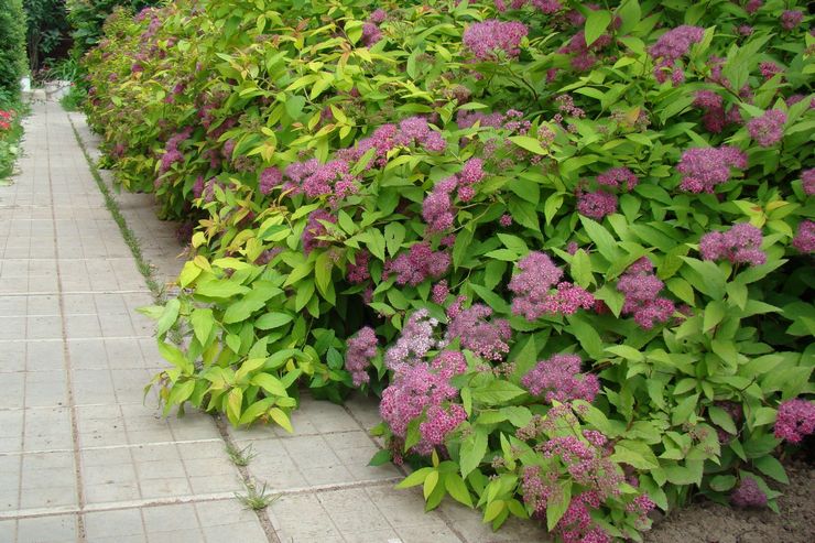 Spirea buske