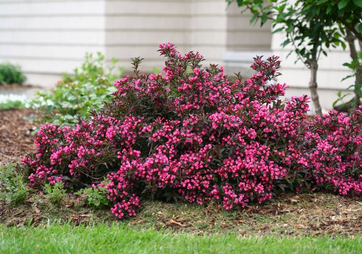 Weigela buske